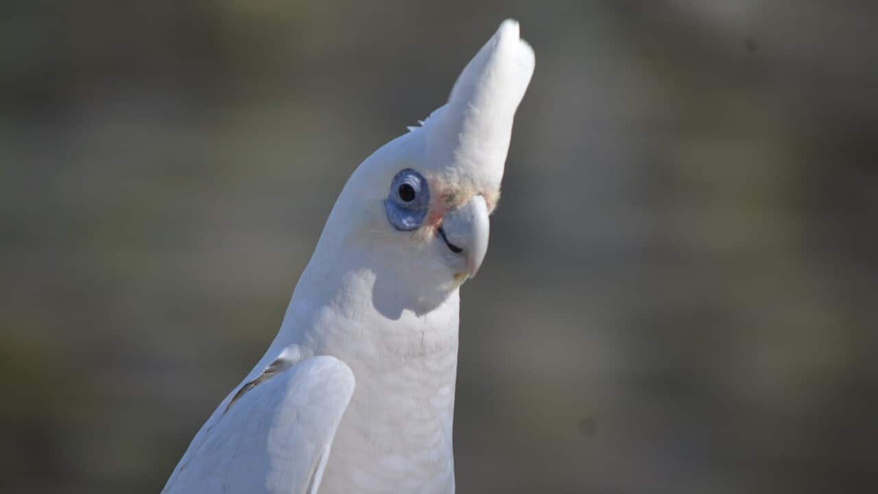 Clever cockatoos