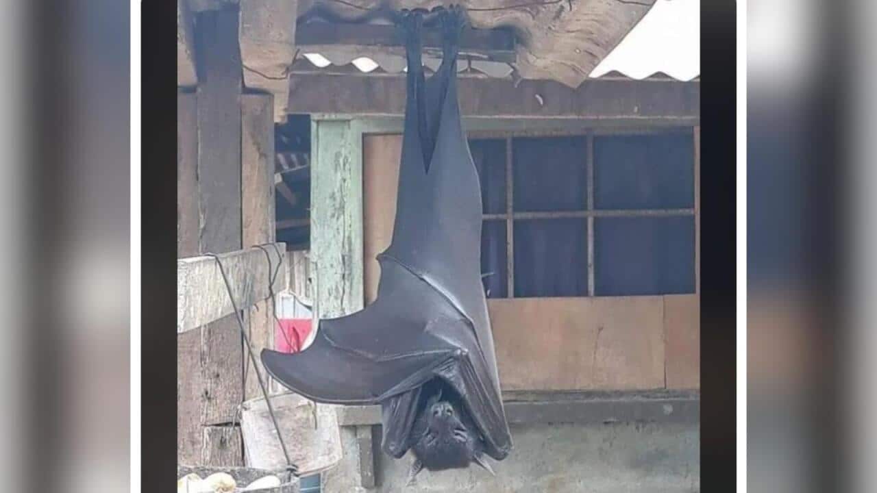 flying_fox_16_9.jpg