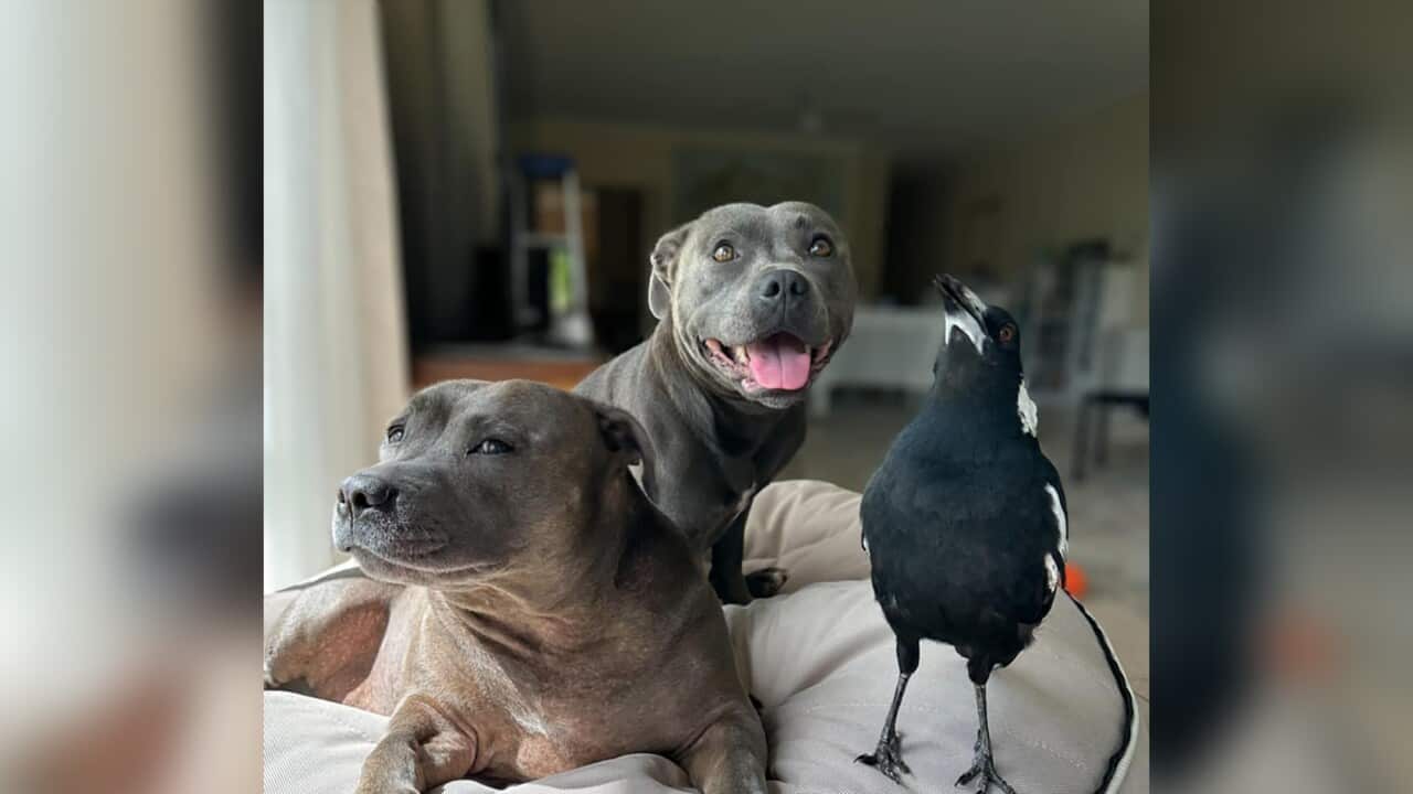 Two dogs sitting on a dog bed. A magpie is standing on the bed next to them.