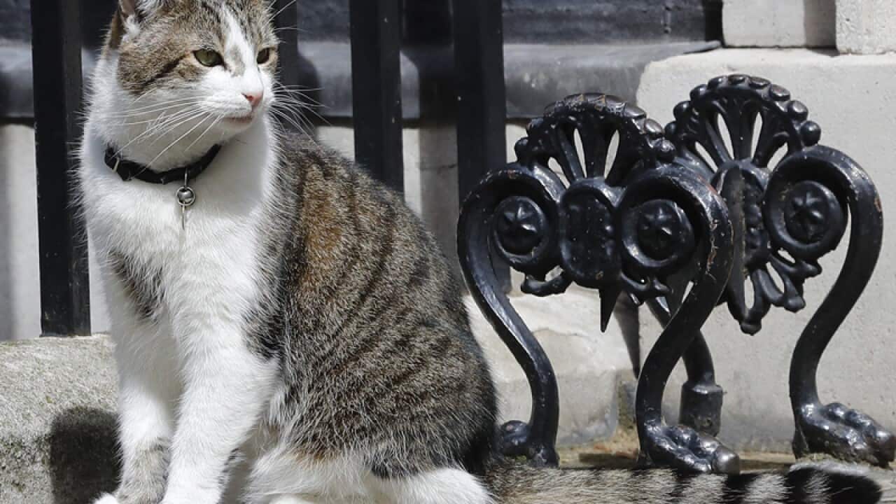 Larry, the Downing Street Cat