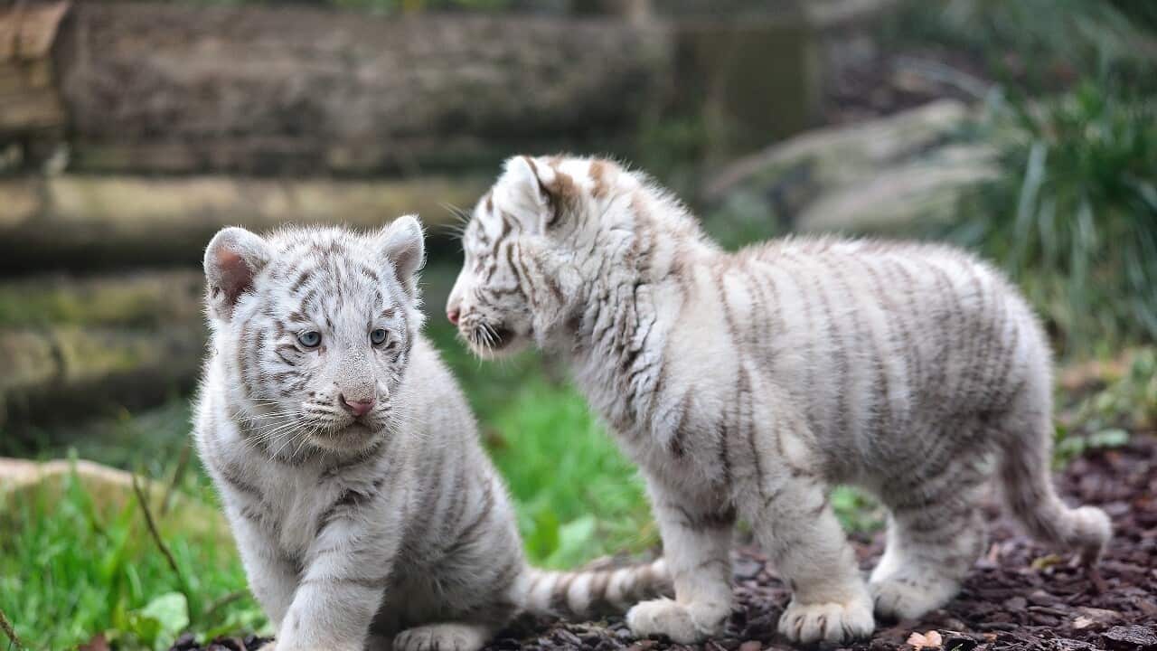 'Very sad' Two white tiger cubs suspected to have died from COVID19