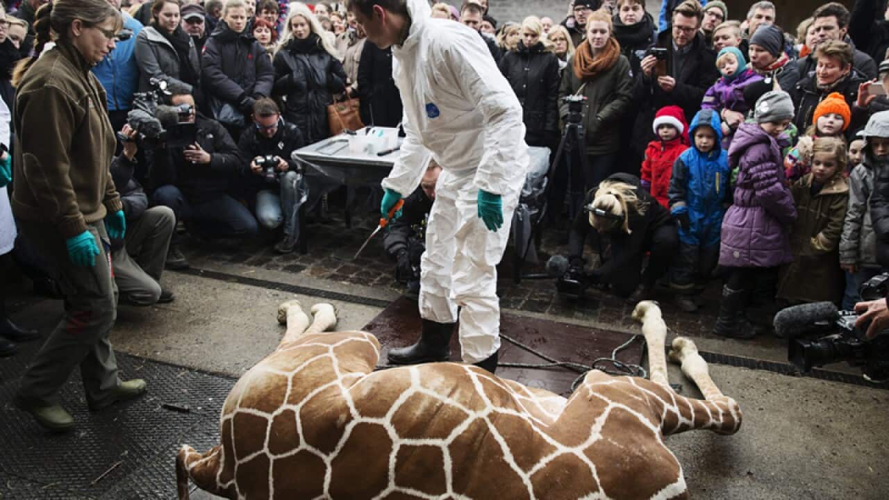 A zoo vet carries out an autopsy on a young giraffe