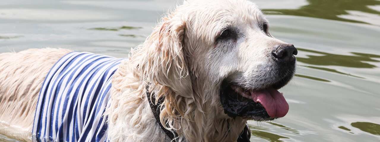 A dog wearing a telnyashka bathes in a fountain in Gorky Park during celebrations on Russia's Paratroopers Day