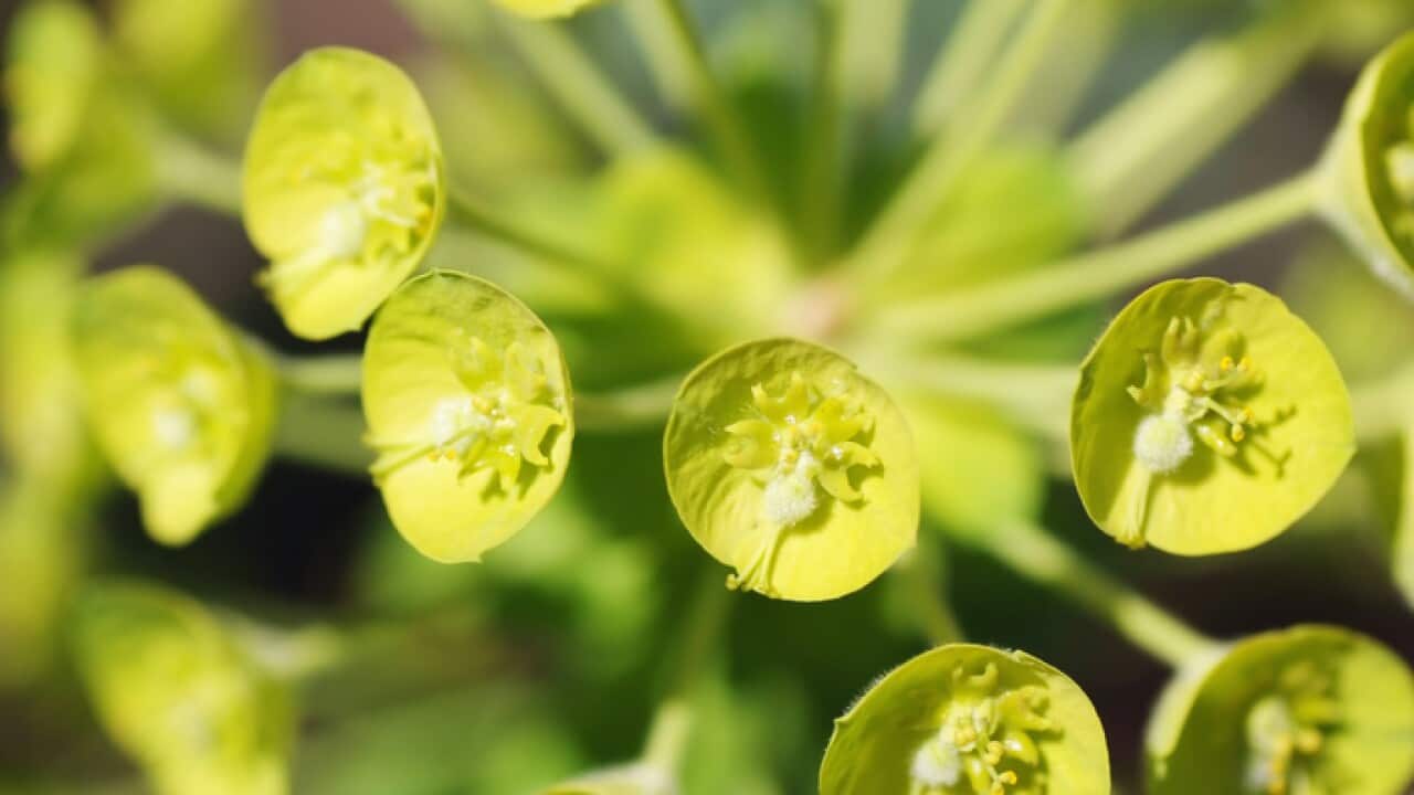 Euphorbia characias ssp. wulfenii closeup