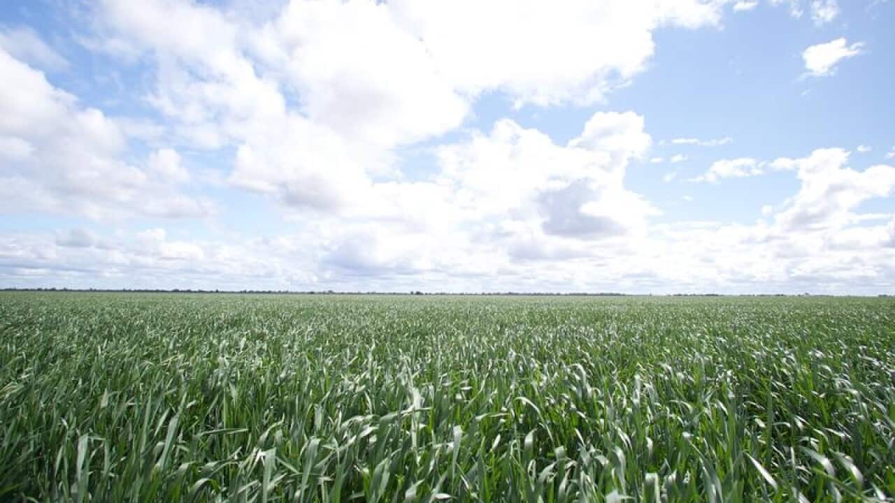 A wheat field in Australia
