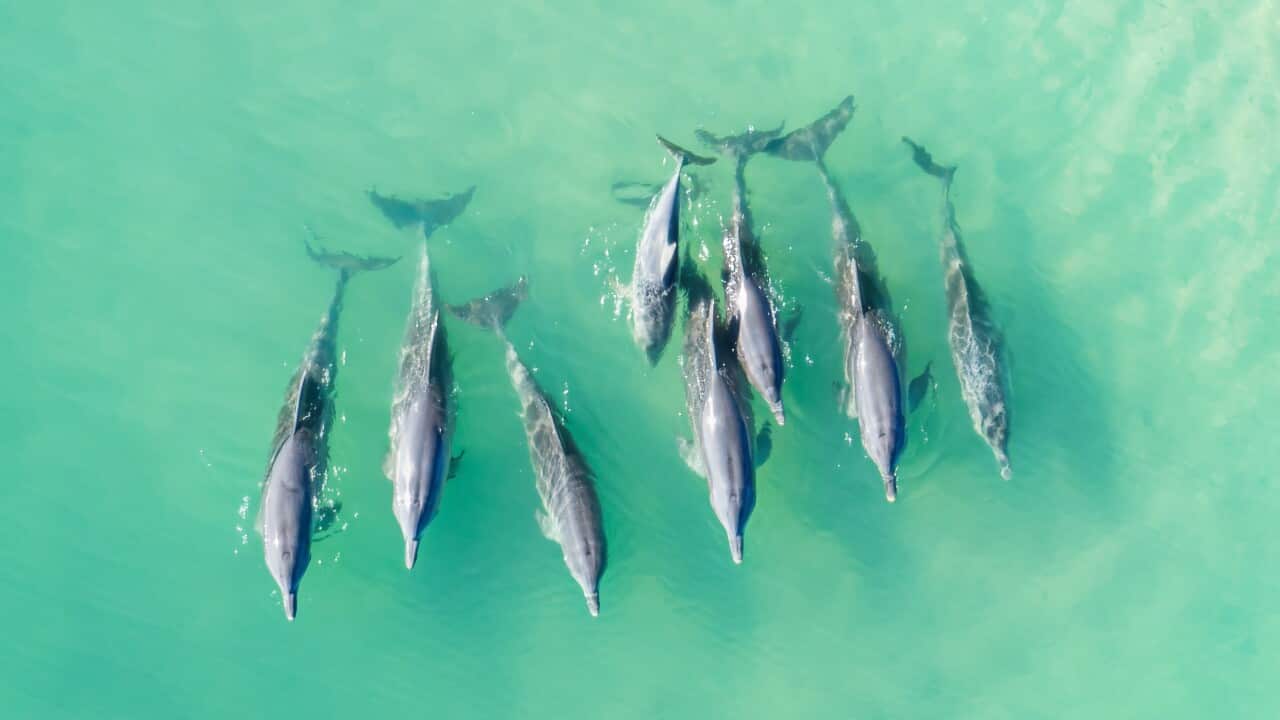 Indo-Pacific bottlenose dolphins in West Australia