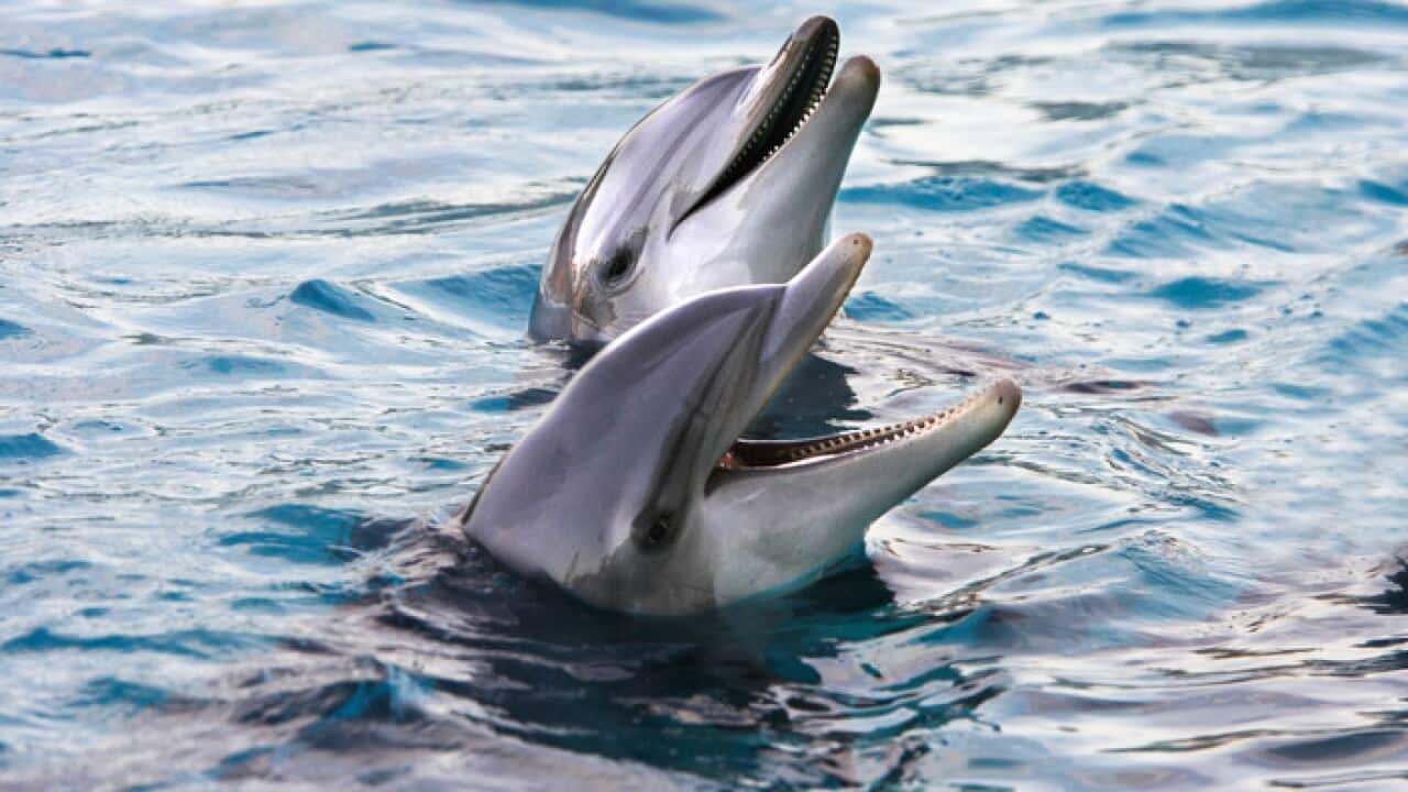 Bottlenose Dolphins - two in water (Tursiops truncatus) (AAP/Mary Evans/Ardea/M. Watson) | NO ARCHIVING, EDITORIAL USE ONLY