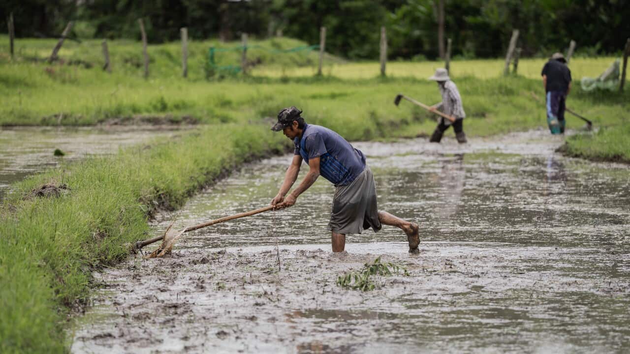 Rice planting season in Mae Win, Thailand - 02 Jul 2025