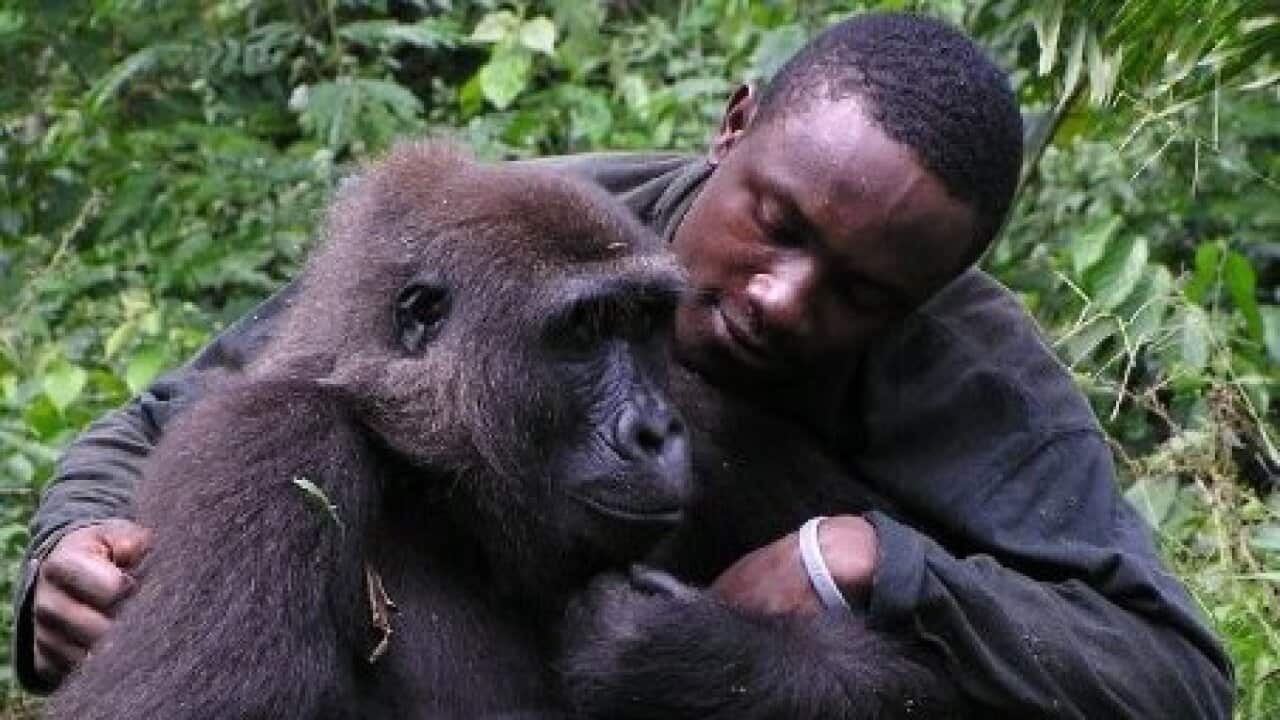 Bruno Djakou with Gorilla