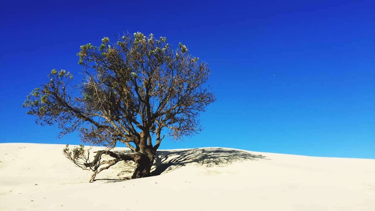 Tree