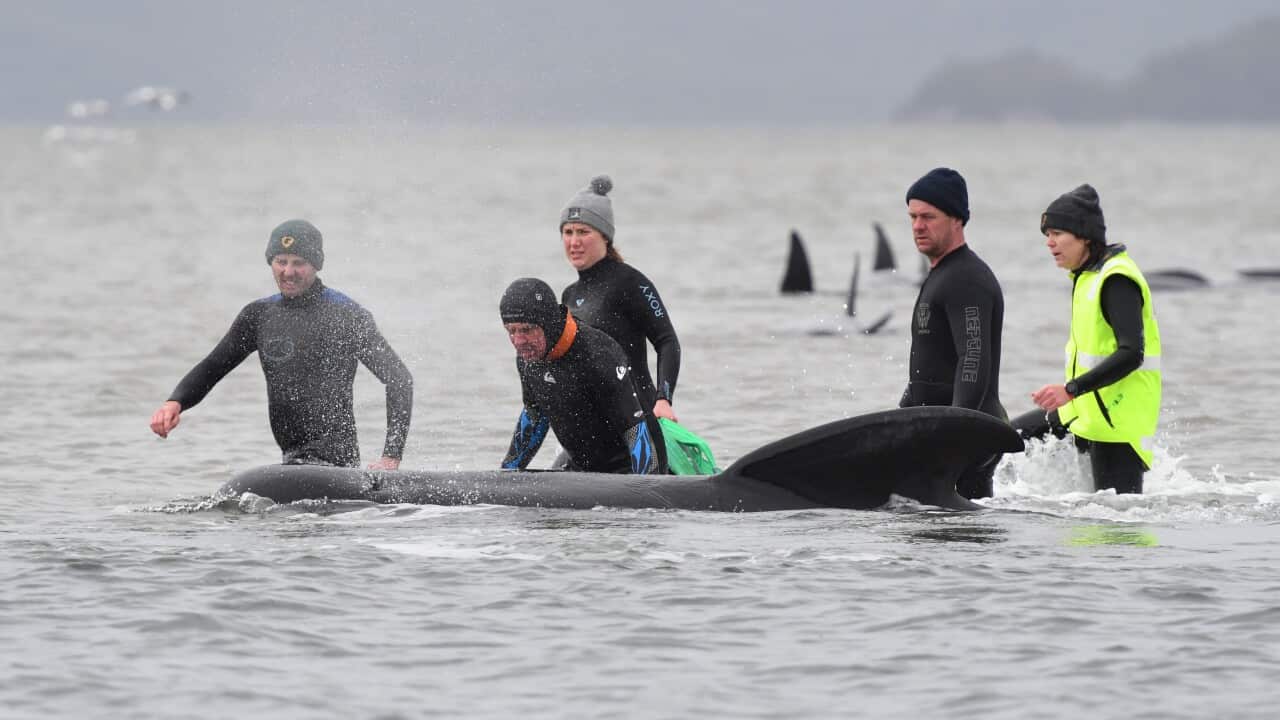 Pilot Whale rescue operation at Macquarie Harbour, Tasmania