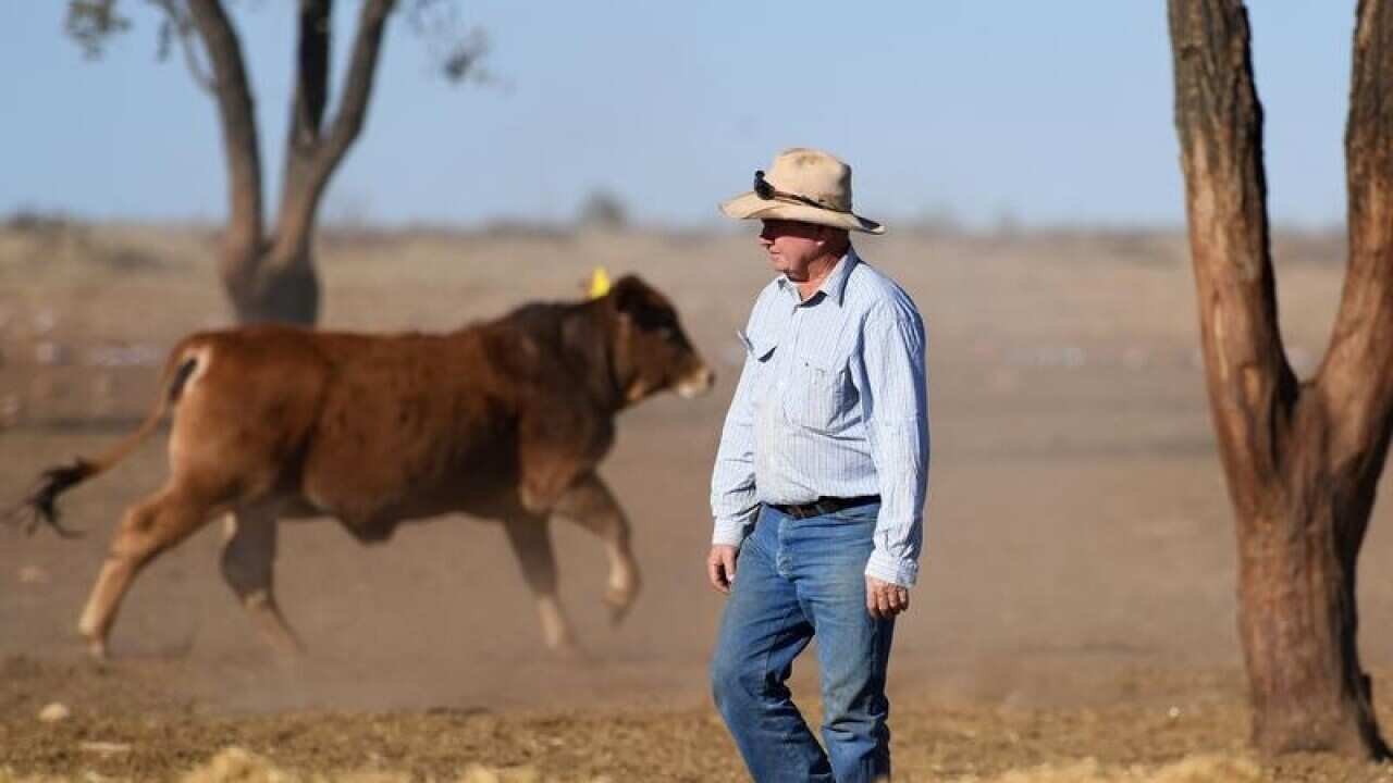 Queensland grazier Peter Cookson checks on cattle on his property.