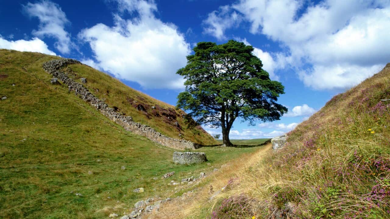 Centuries old Sycamore gap tree has been destroyed Debate rages over Centuries old Sycamore gap tree has been destroyed Debate rages over