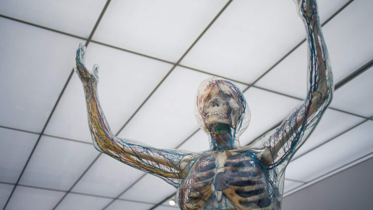 Recherchen an der Bodyfarm