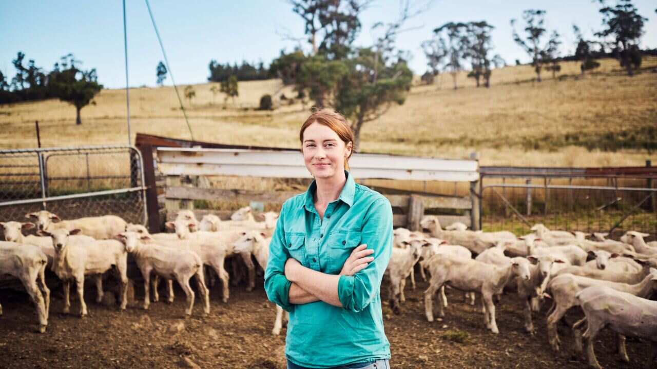 Tasmania, an Australian female farmer tends to her beloved sheep