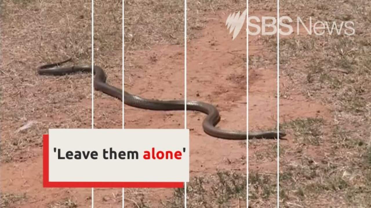 What to do if you encounter a venomous snake I SBS News | SBS News