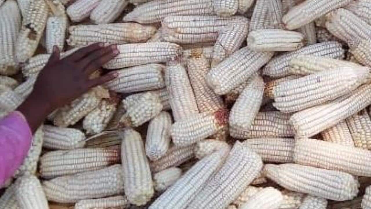 Ukuboko k'uboneka kuri mu bigori vyanikiye ku mbuga