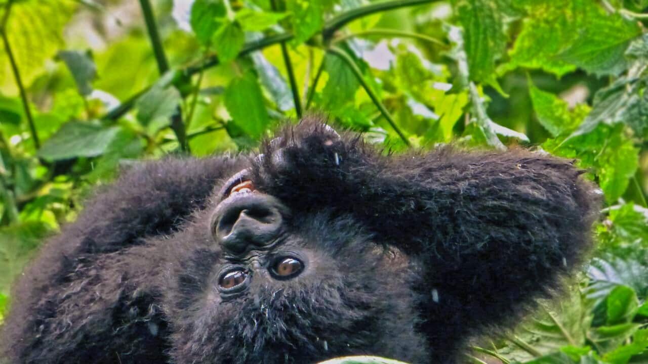 Baby Mountain Gorilla