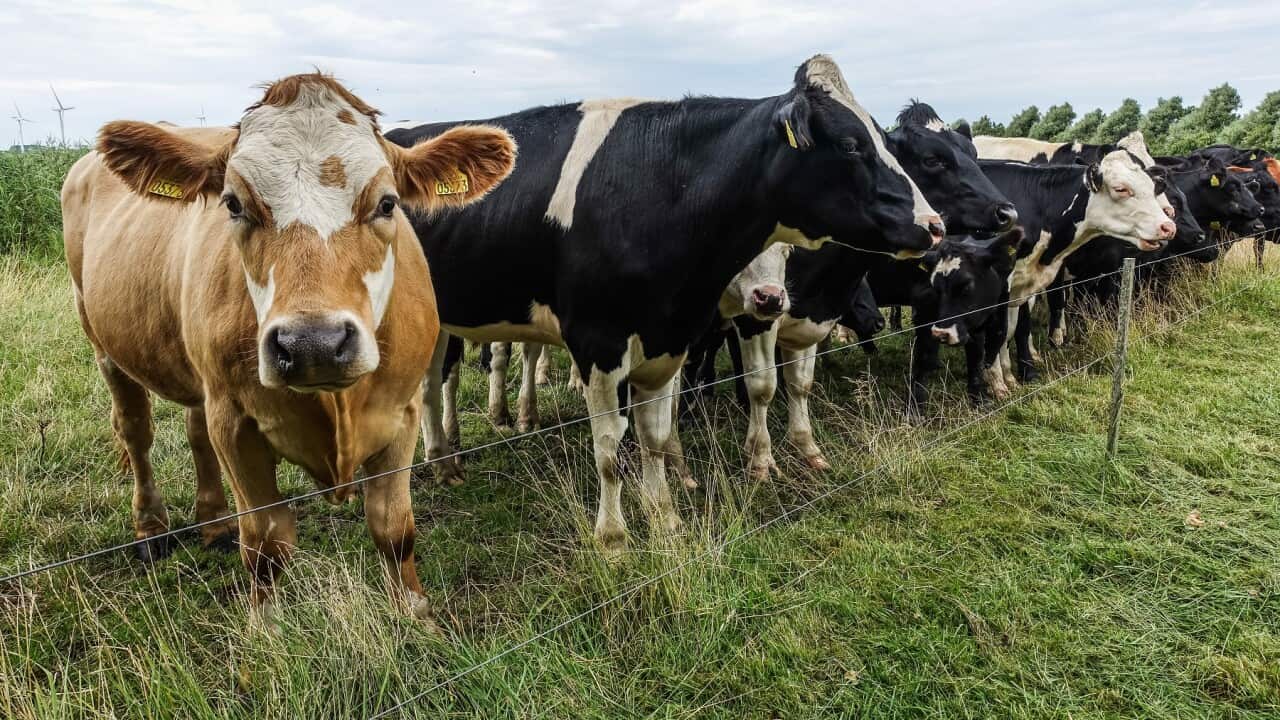 Daily Life in Denmark