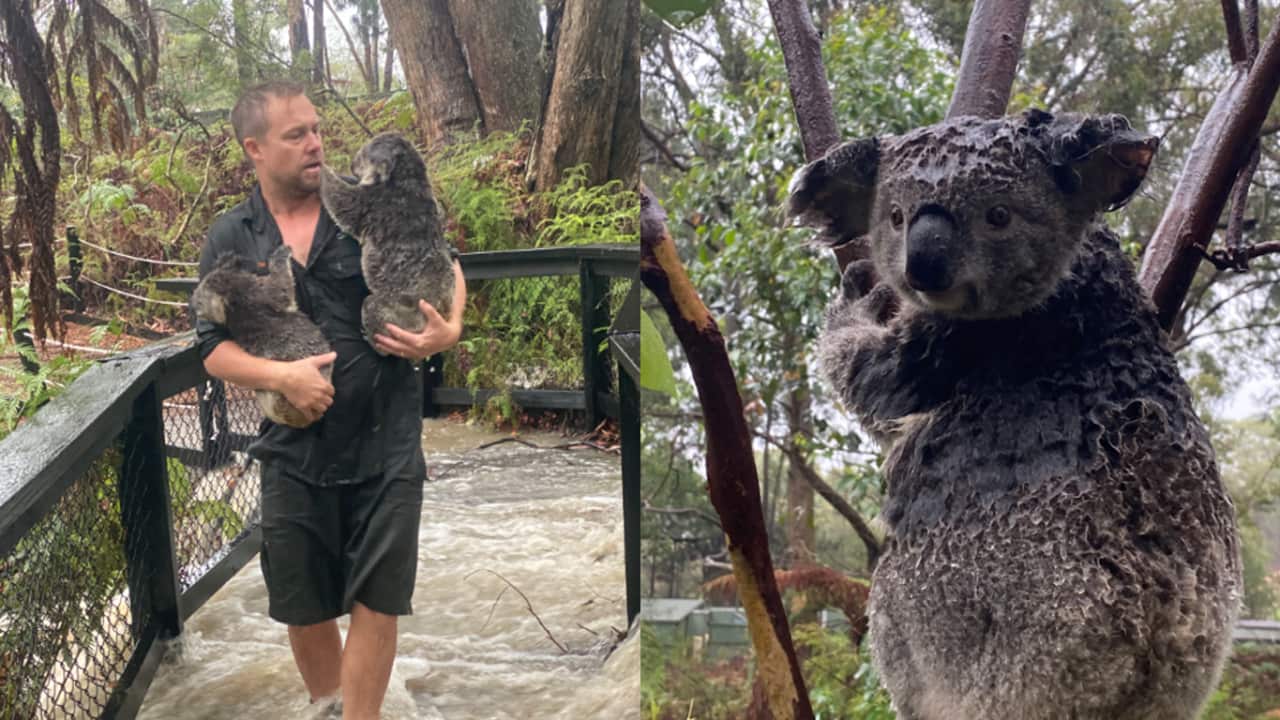 Australian Reptile Park staff rescue soggy koalas in a flash flood