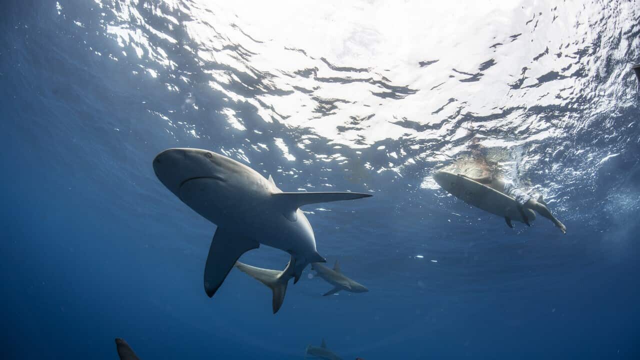 Low angle underwater view of surfer on surfboard with sharks, Colima, Mexico