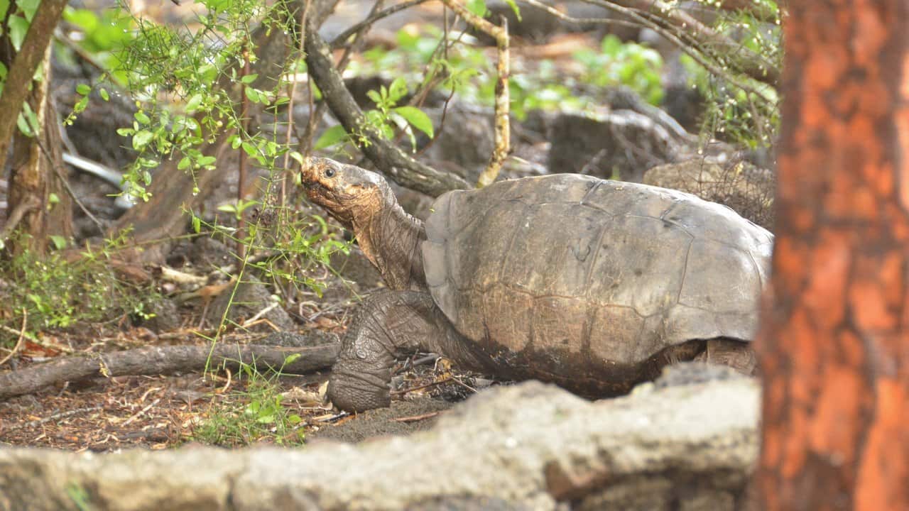 A giant turtle species that was believed to be extinct is pictured at the Fernandina Island, in Galapagos, Ecuador.