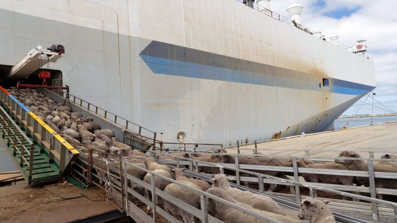 Sheep destined for the Middle East being loaded onto a livestock vessel at a wharf in Fremantle, WA.
