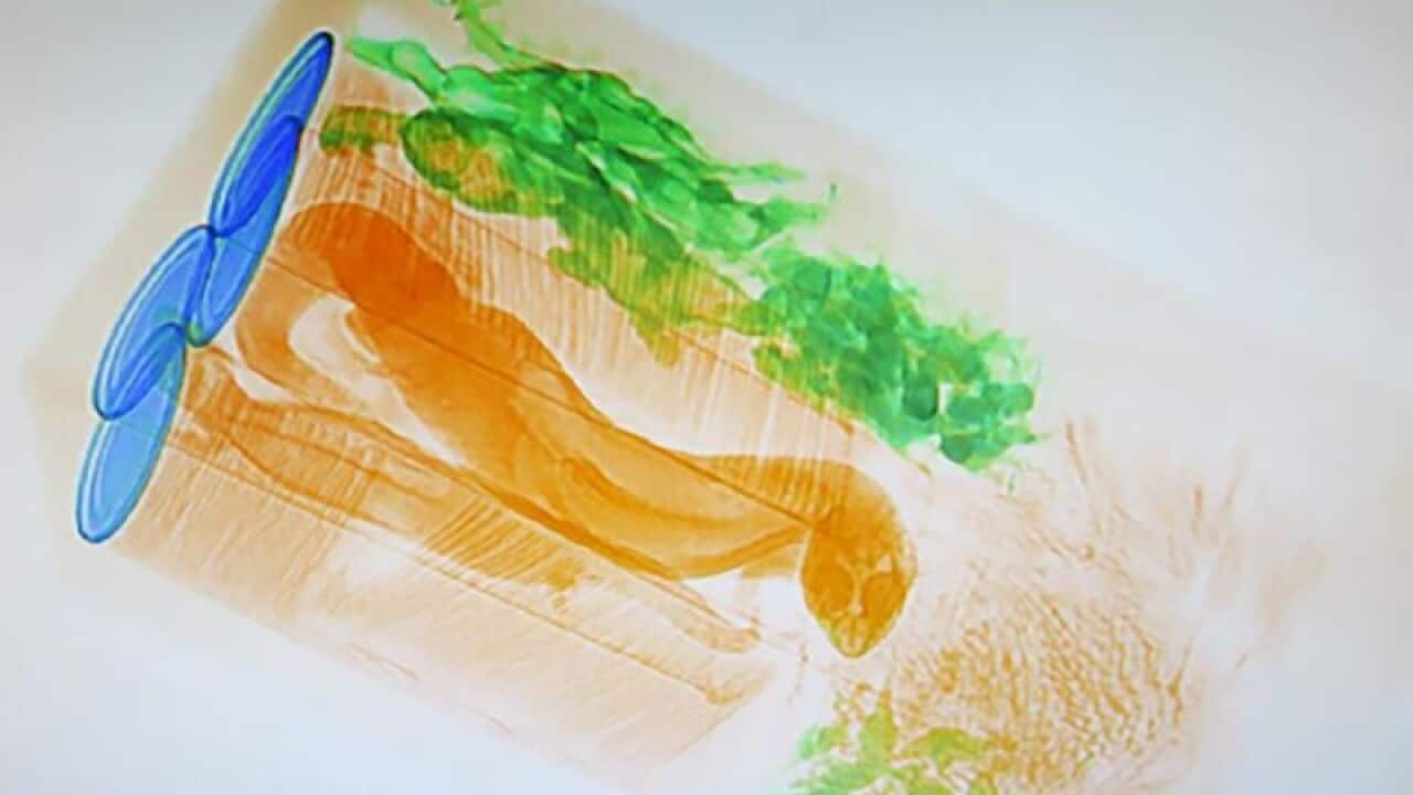 a package containing five live gidgee skinks.