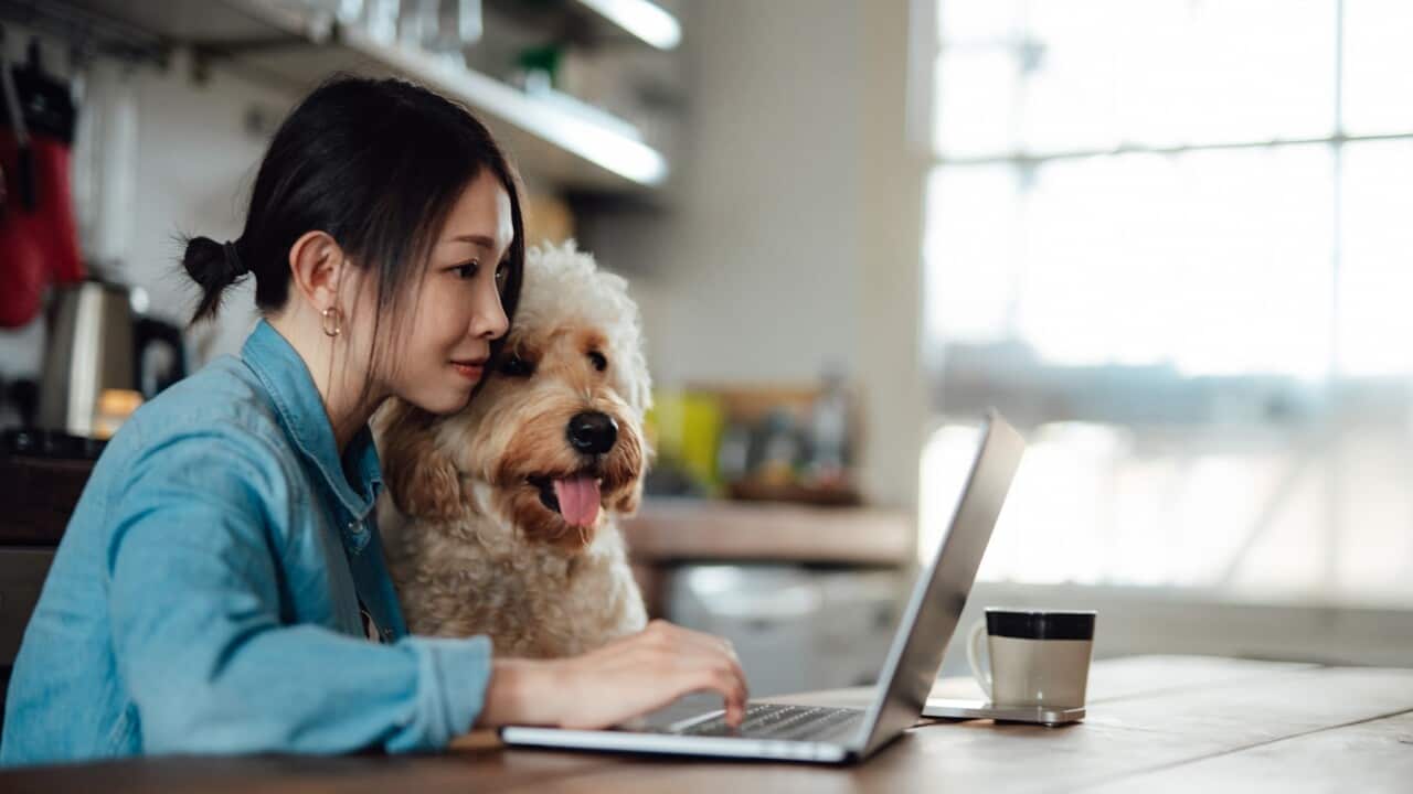 Young woman working from home with her dog.jpg