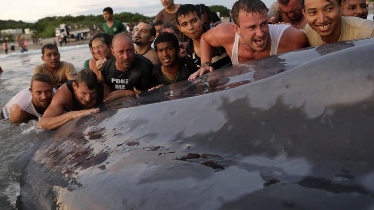 People try to help a stranded whale at Popoyo beach, 35km from Rivas, Nicaragua. (AFP/Getty)
