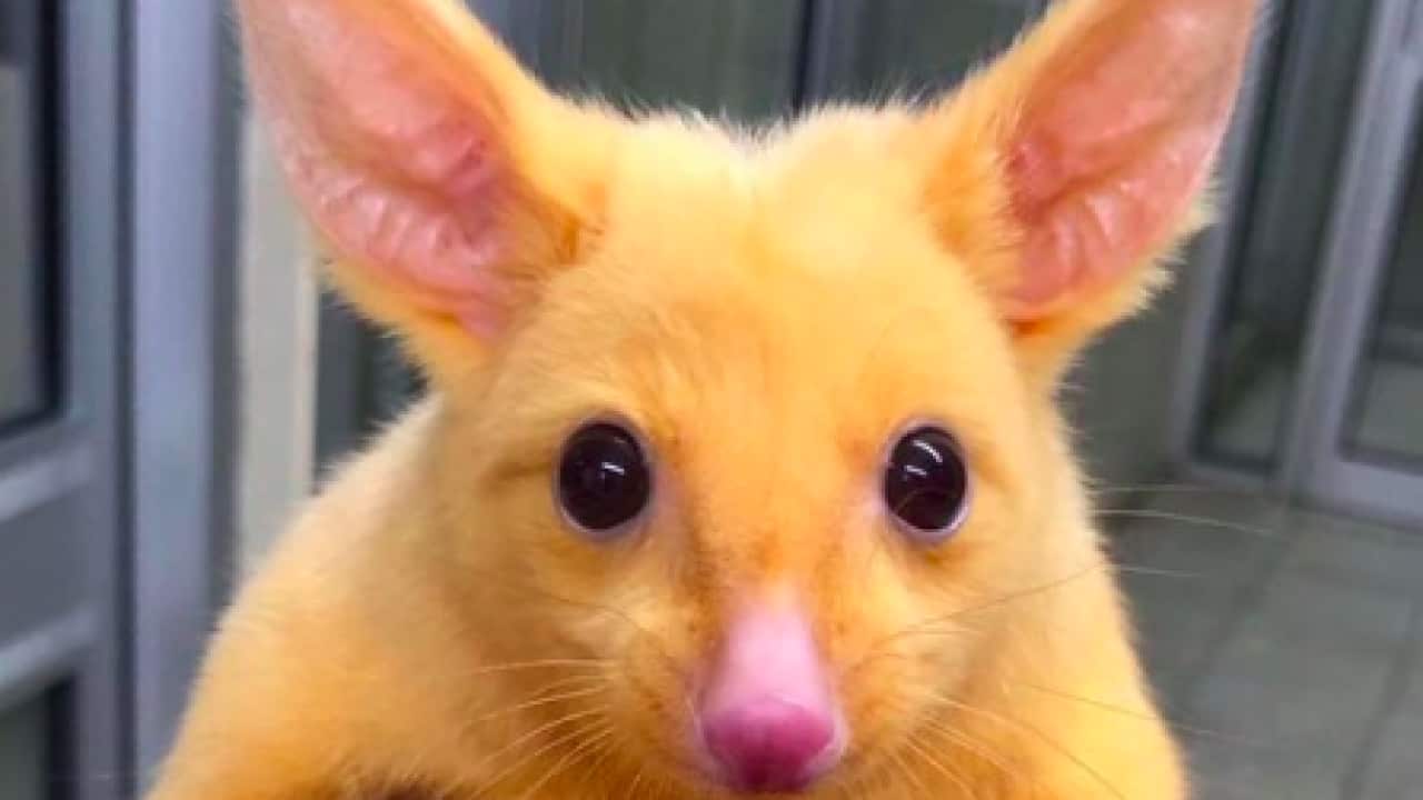 Gold possum