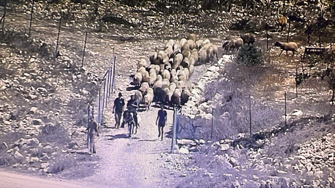 A CCTV image of intruders on a Palestinian farm (Supplied).jpg