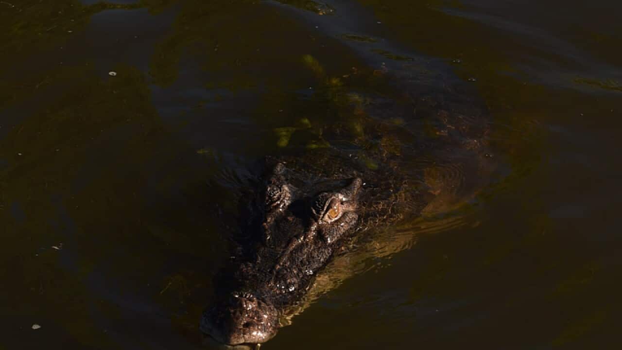A crocodile in the Kakadu National Park