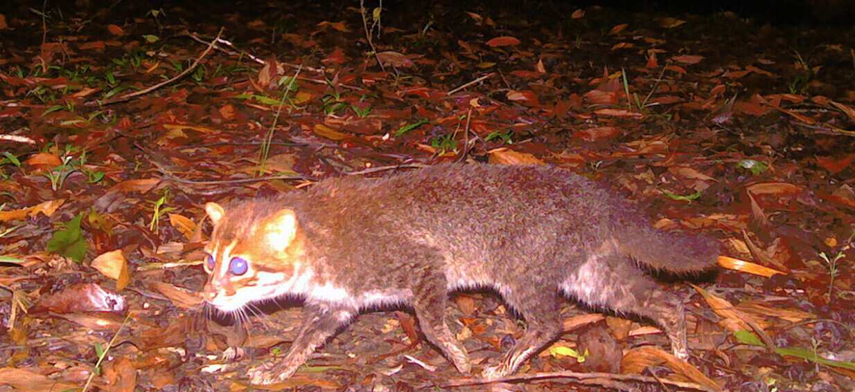 Elusive wild cat thought to be extinct rediscovered in Thailand after 30 years