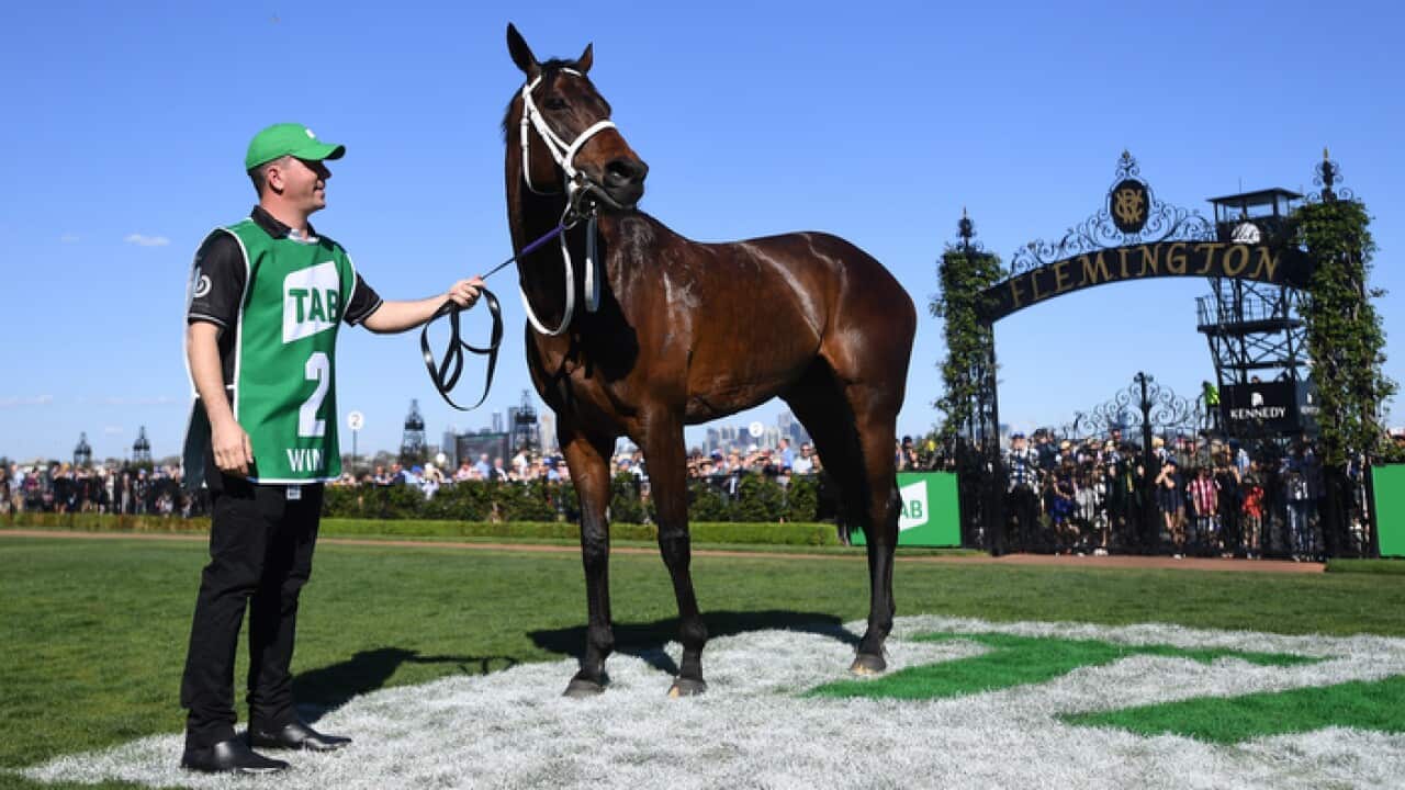 Winx is seen in the mounting yard