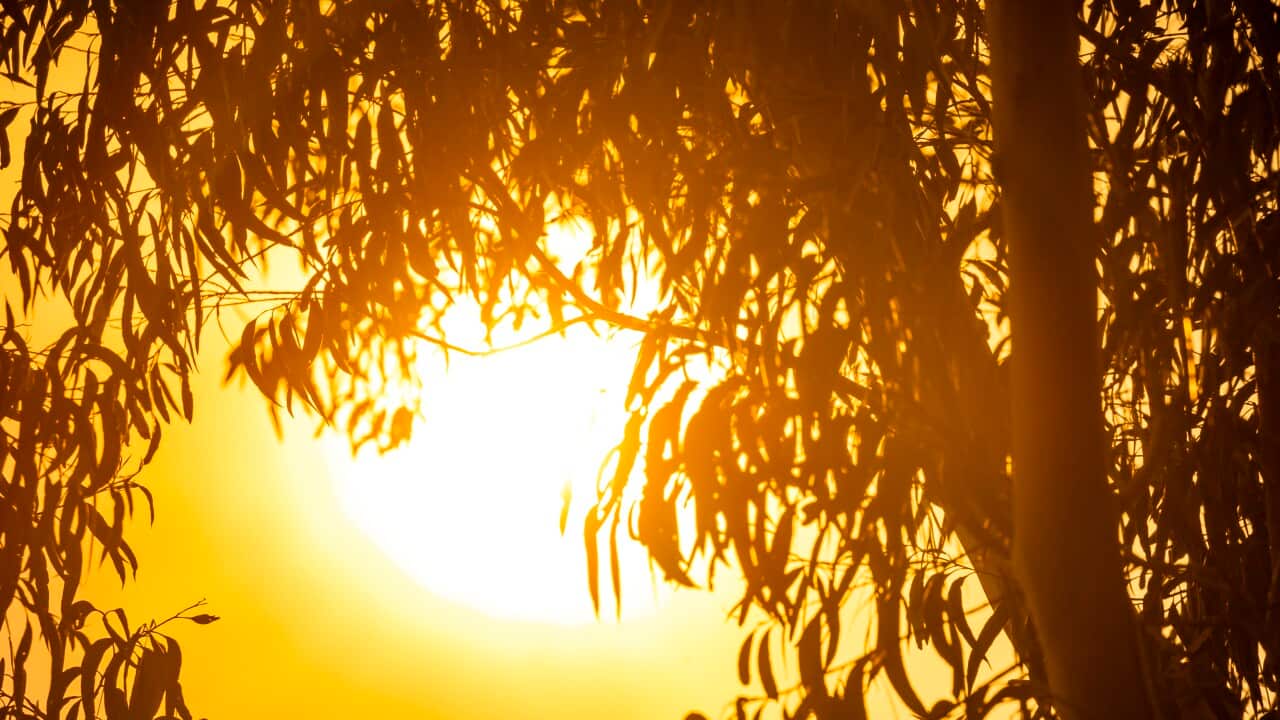 A vibrant, golden sun glows intensely through the dark silhouettes of eucalyptus leaves and branches during a hazy sunset.