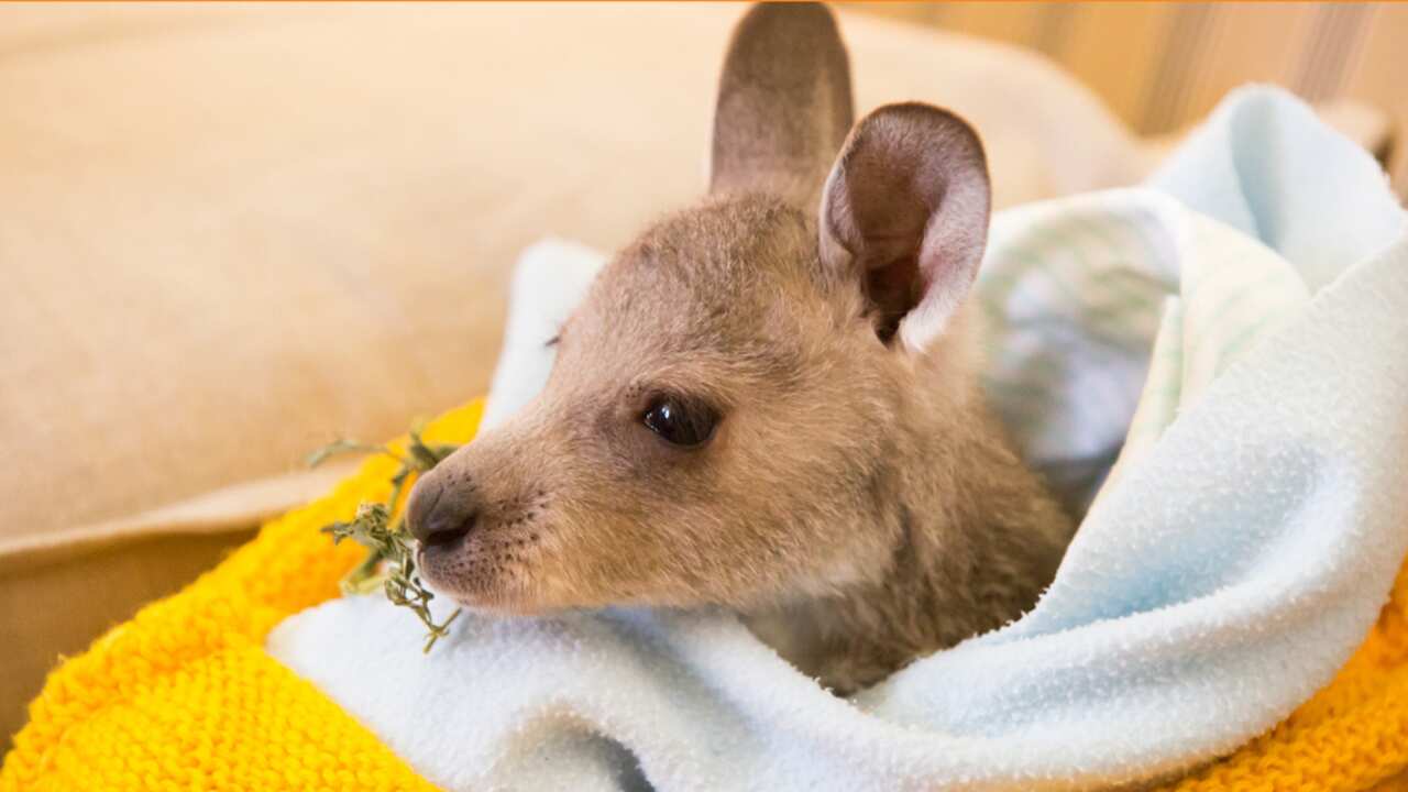 AE CANVA TILE_INJURED WIDLIFE.png