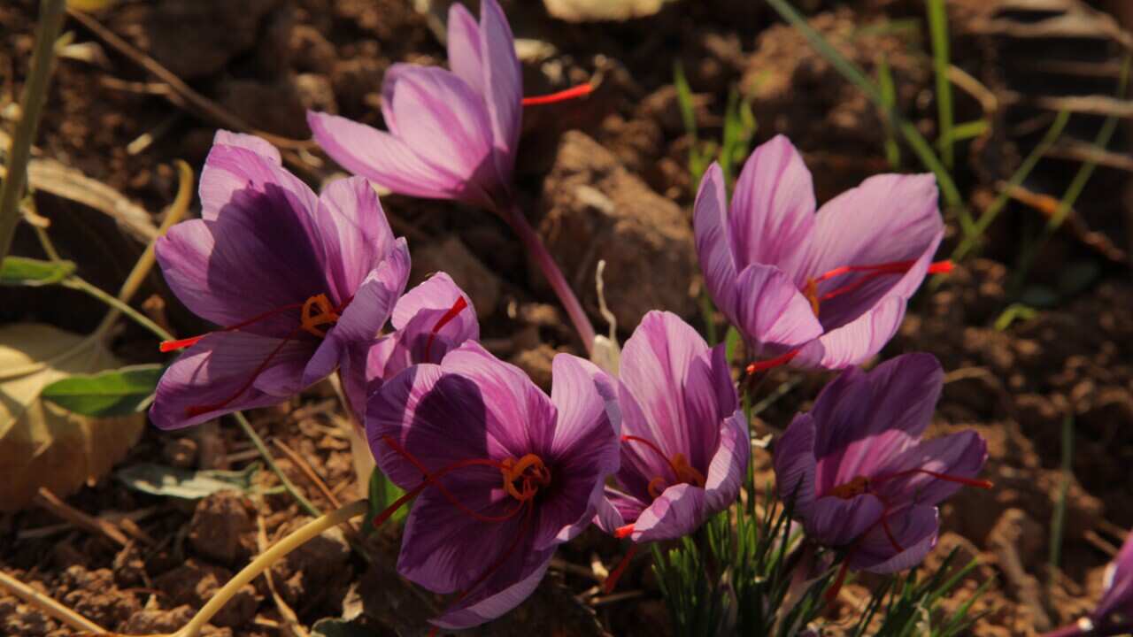 Saffron-flowers-1.jpg