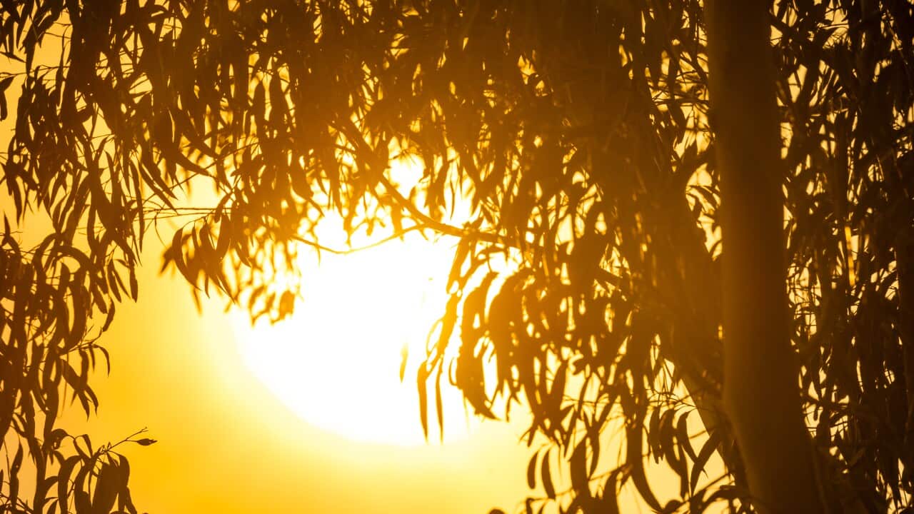 A vibrant, golden sun glows intensely through the dark silhouettes of eucalyptus leaves and branches during a hazy sunset.