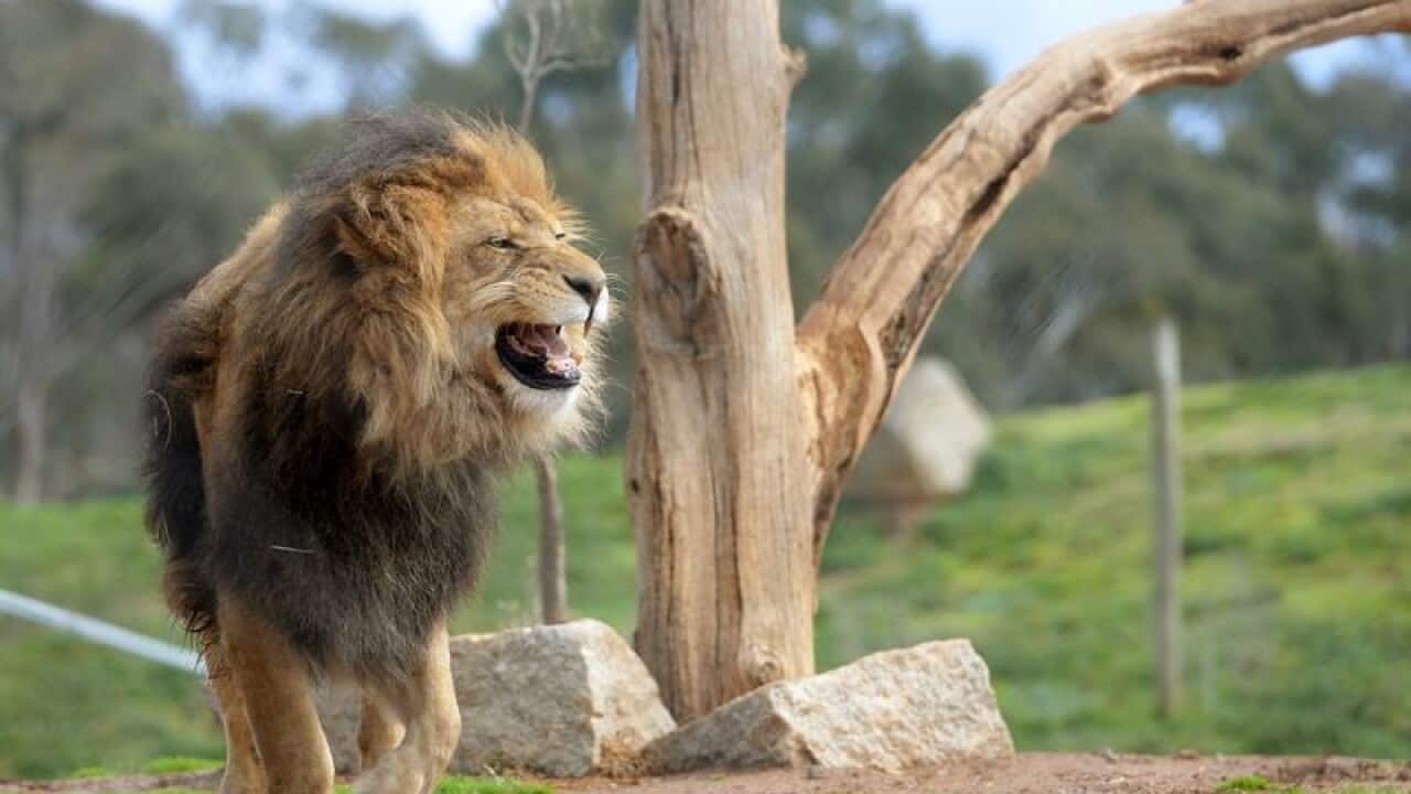 Johari at the Werribee Open Range Zoo in Melbourne.