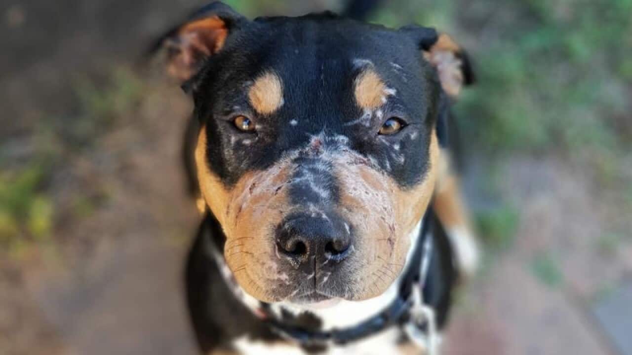 Rescue dog Trixie, who was allegedly used as bait to train fighting dogs.