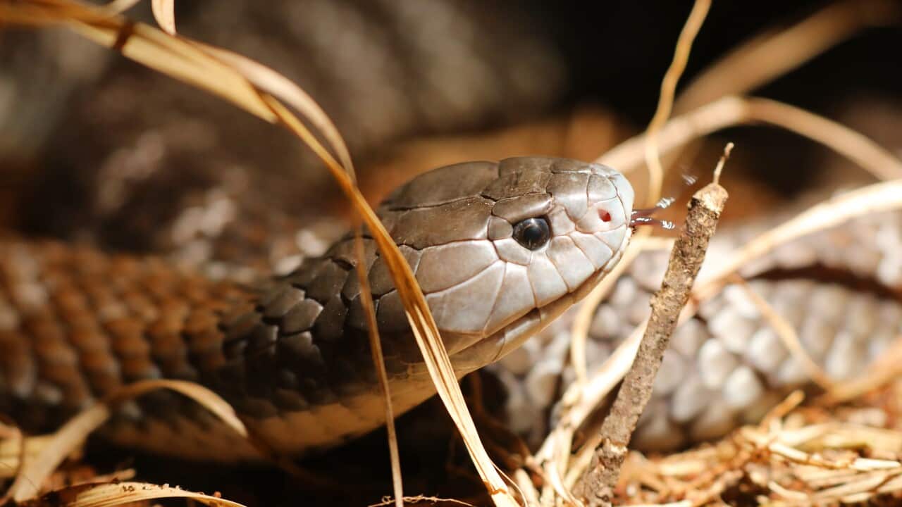 a western brown snake