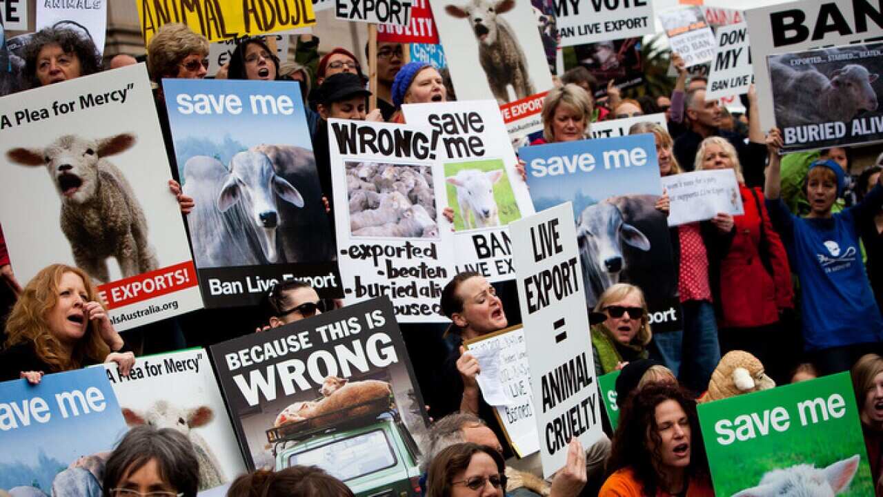 A rally to ban live animal exports in Melbourne