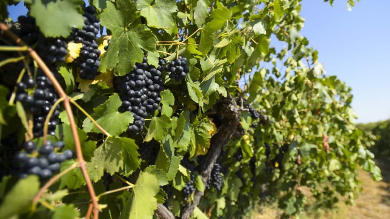Shiraz grapes grow in a vineyard.