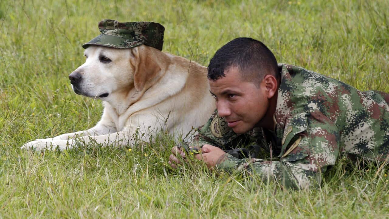 Onix, a Colombian military anti-explosives dog, and a soldier rest on a field at the military base in Popayan, Colombia, Saturday Nov. 5, 2011. Another dog, Azabache, was killed today while saving soldiers from a minefield.  (AP)