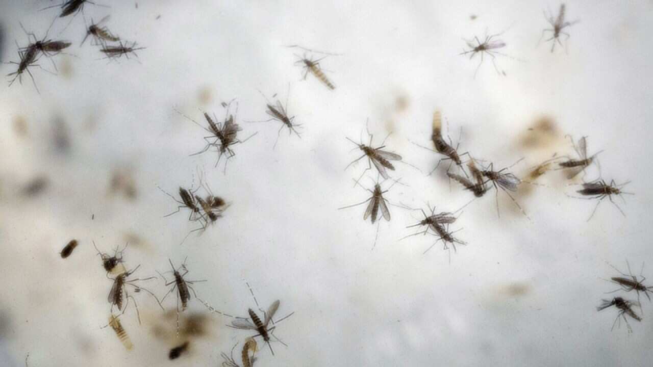 Aedes aegypti mosquitoes are seen in a mosquito cage