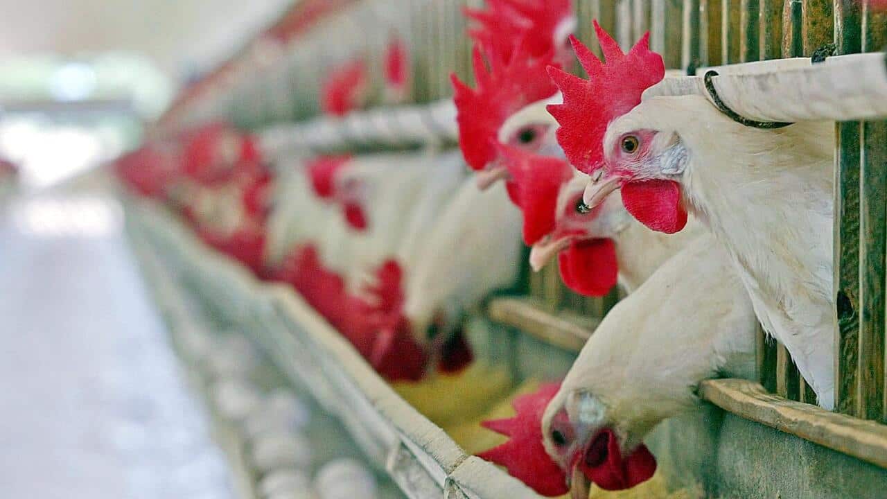 CHICKEN_AAP.jpg