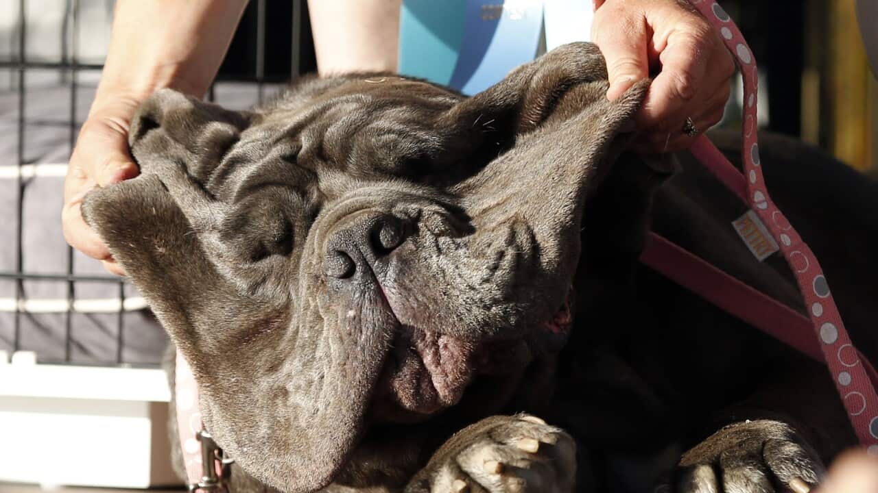 'Martha', the winner of the 2017 World's Ugliest Dog Contest, is helped by her owner to show a bright 'smile' during the judging on stage in Petaluma, California