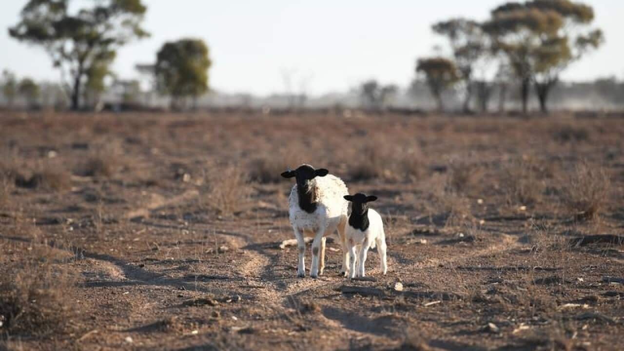 A sheep and her lamb are seen on drought affected land.