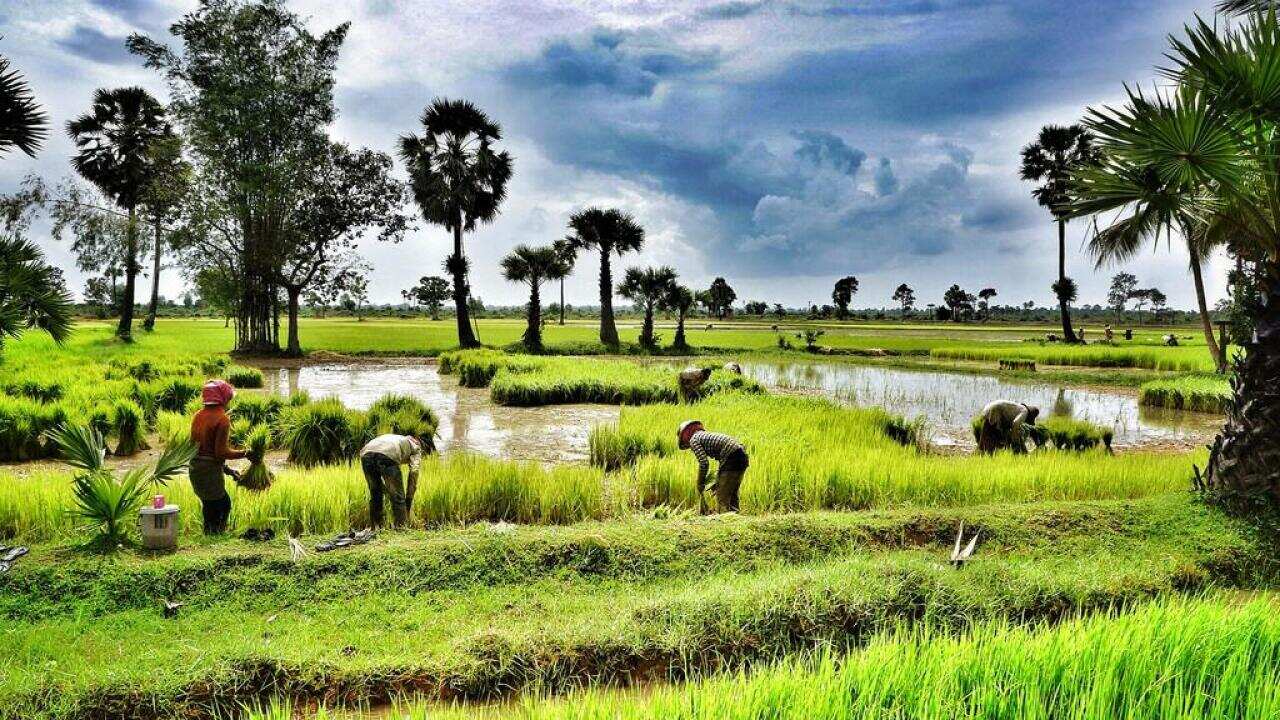 Rice fields in Siem Reap